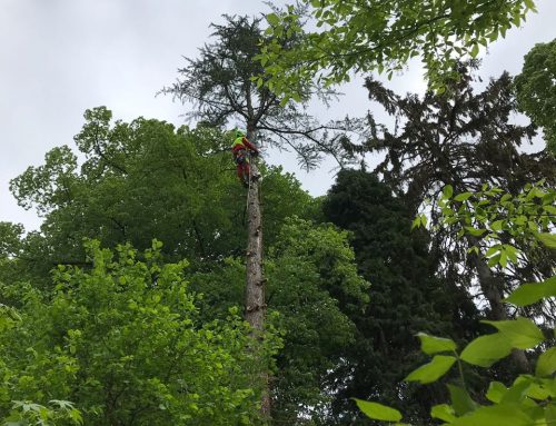 Fällungen Garten Denkmalschutz