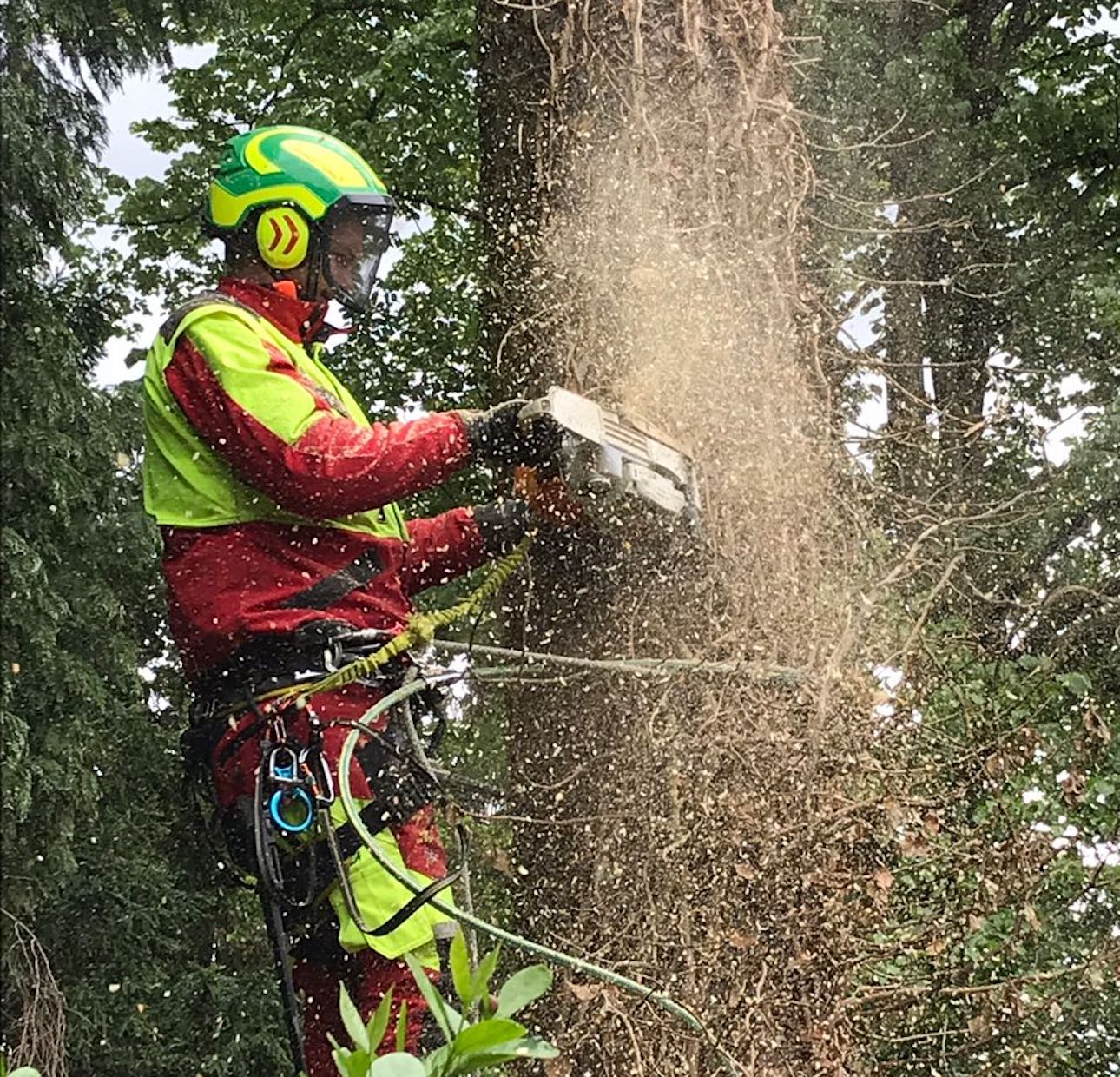 Holzfällung 2