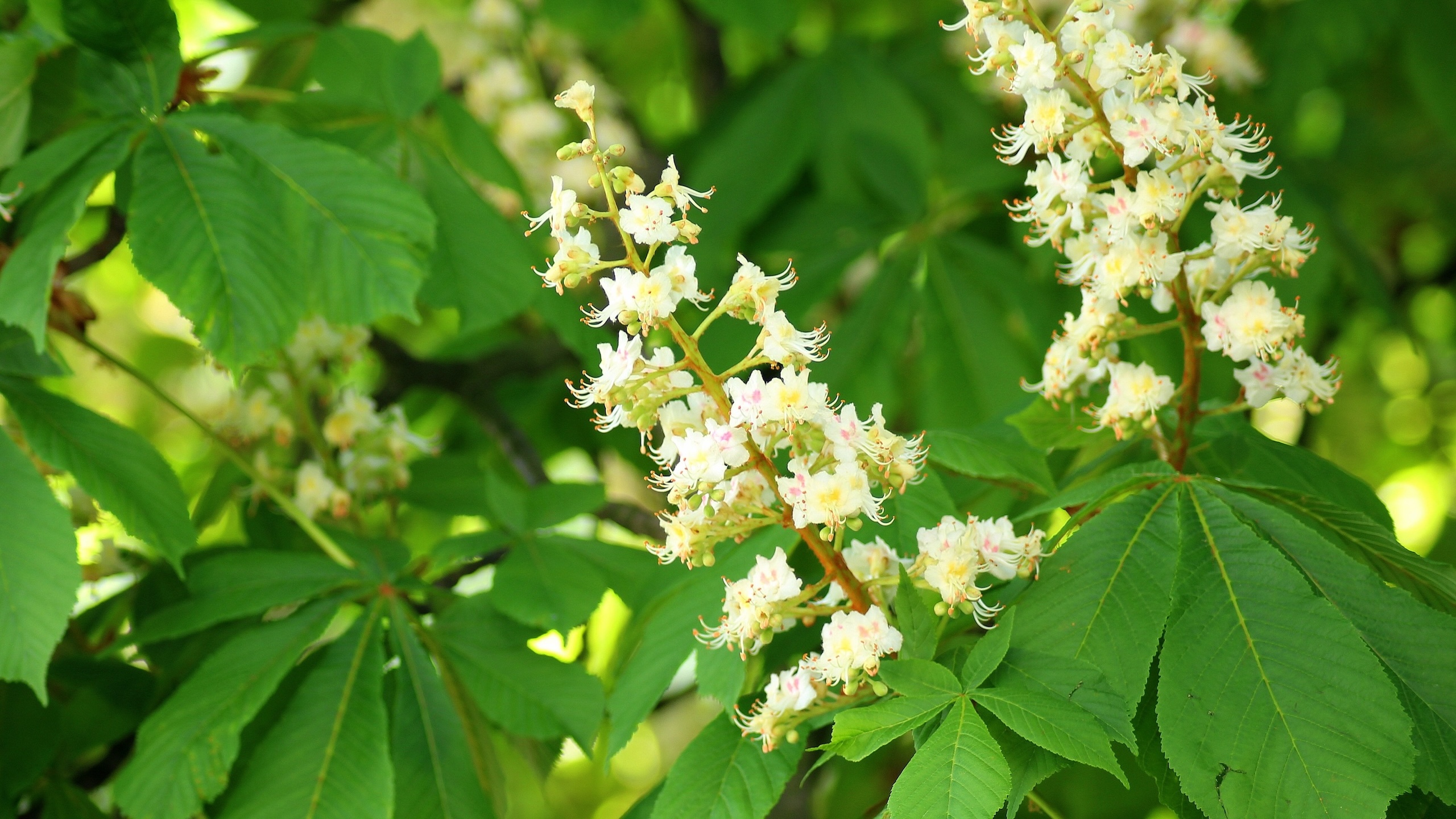Blüte_Rosskastanie-3352169