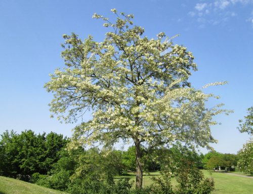 Robinie – Baum des Jahres 2020
