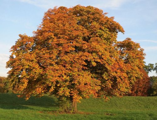 Rosskastanie – Baum des Monats November 2019