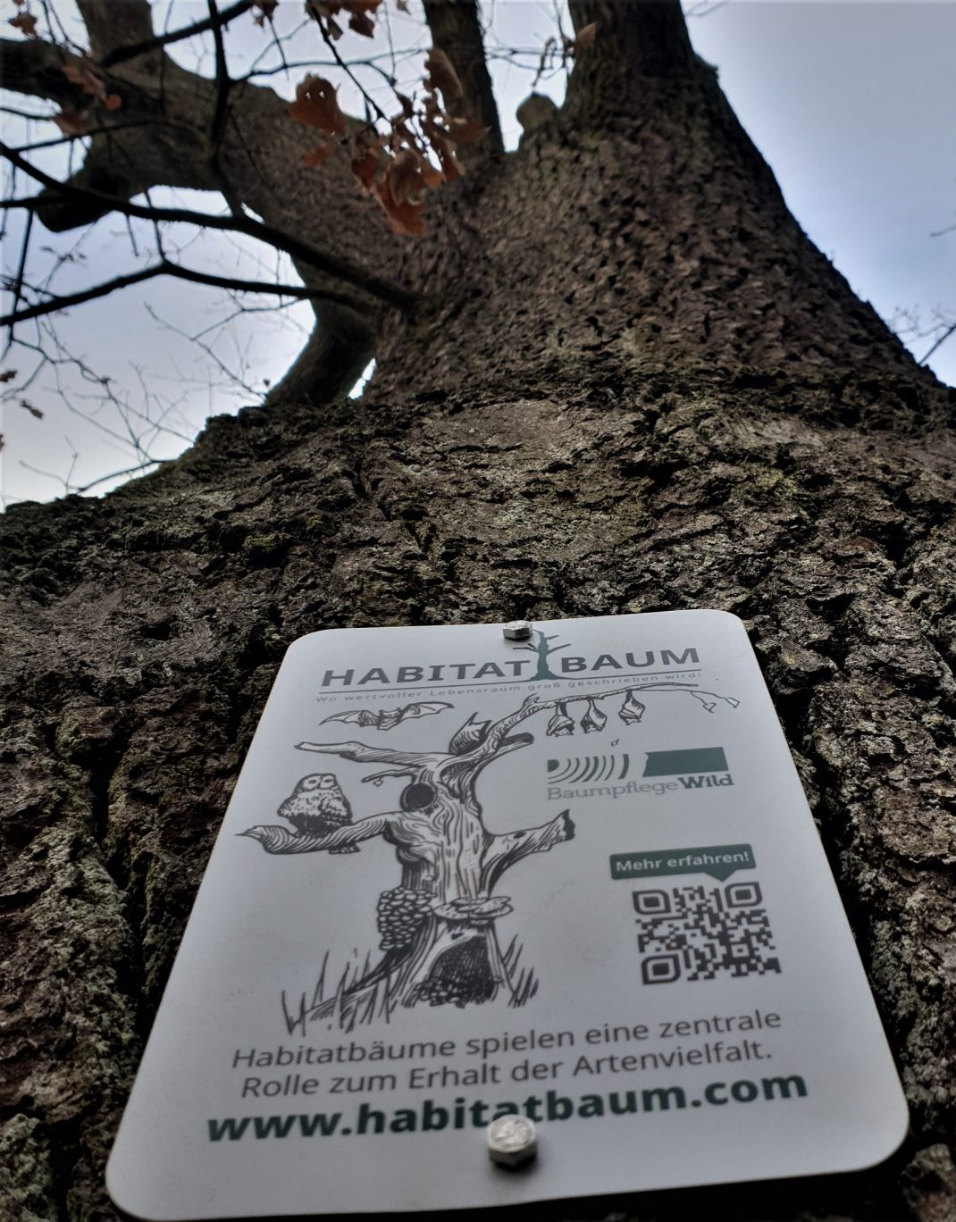 Habitatbaum Eiche